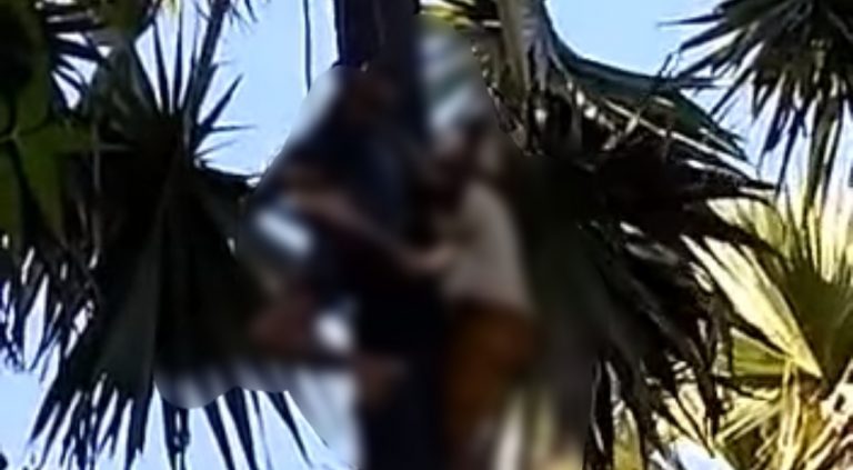 Viral! Seorang Pria di Sumenep Meninggal Diatas Pohon Siwalan 'La'ang', Ini Kronologinya
