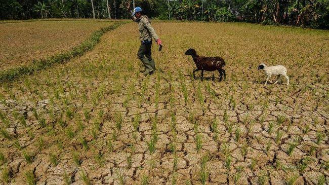 Kepala BPBD Jatim: 23 Kabupaten/Kota Alami Kekeringan