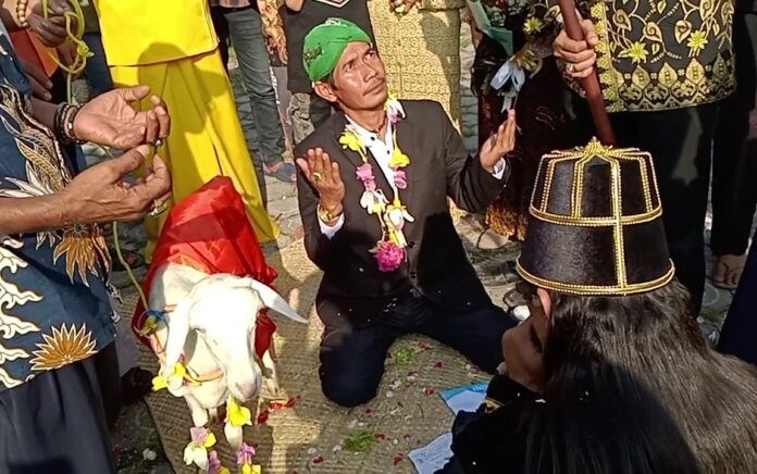 Seorang Pria di Gresik Lakukan Ritual dengan Menikahi Seekor Kambing